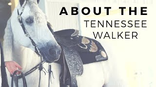 About The Tennessee Walker  Gaited Horse Breeds  DiscoverTheHorse [upl. by Akzseinga579]