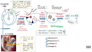 Physiology 1 the cycle [upl. by Adniles724]