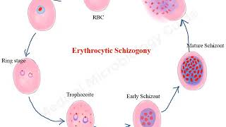 Plasmodium falciparum life cycle animation [upl. by Hearn]