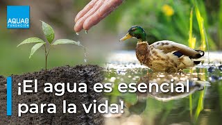 💧LA IMPORTANCIA del AGUA en los seres vivos💧 [upl. by Schwitzer]