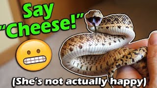 How to Read your Snakes Body Language [upl. by Auberbach652]