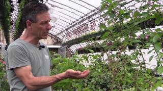 Growing Mulberries in Containers [upl. by Torras]