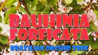 BAUHINIA FORFICATA  BRAZILIAN ORCHID TREE [upl. by Ayotas]