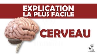 lexplication la plus facile  le Cerveau [upl. by Finnegan]