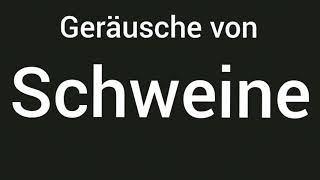 Geräusche von Schweine 🔊 [upl. by Heindrick]