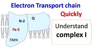 NADH dehydrogenase complex 1 of ETC [upl. by Kenward]