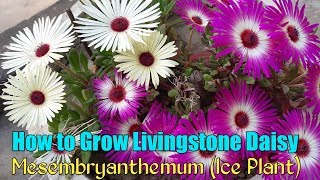 Ice Plant Flower  How to Grow Livingstone Daisy  How to Grow Mesembryanthemum From Seeds [upl. by Hymie]