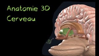 Description Anatomique 3D du cerveau Naturosoutien [upl. by Anirrak]