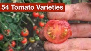 54 Tomato Varieties [upl. by Svirad]