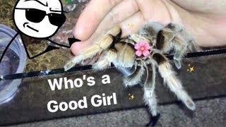 MEET all my FRIENDLY TARANTULAS  Best beginner tarantula [upl. by Euk]