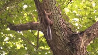 Stoat chasing squirrel [upl. by Laleb]