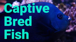 The Basics of Breeding Coral Reef Fish in Captivity [upl. by Lakym]