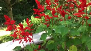 The Key to Gorgeous Red Salvia Flowers is Pruning pruning [upl. by Assenev]