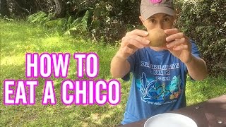 How To Eat A Sapodilla Fruit  AKA Chico  Manilkara Zapota [upl. by Eterg]