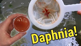 How I Culture Daphnia In Outdoor Tubs [upl. by Yemiaj937]