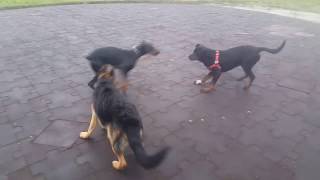 Doberman vs German Shepherd vs Rottweiler [upl. by Lehpar]