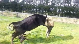 Mother Cow Protects Baby Calf Attacks Dairy Farmer [upl. by Myrt]