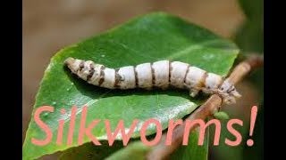 Silkworms are awesome [upl. by Ryun]