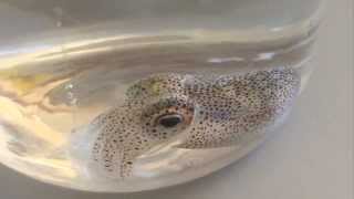 Bobtail squid goes to sleep and changes color [upl. by Ayamahs]