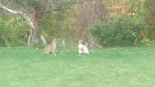 Bobcat vs Hawk [upl. by Renferd]