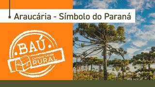 ARAUCÁRIA Conheça as características da árvore símbolo do PR [upl. by Edik289]