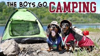 Ep 5 The Dogs Go Camping  Cute Dachshunds Camping Trip [upl. by Laufer]