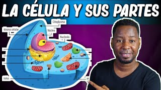 LA CÉLULA  PARTES Y FUNCIONES  Corto y entretenido [upl. by Niliram272]