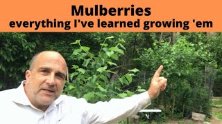 How to grow Mulberries Mulberry Trees produce fruit for 100 years from ONE tree [upl. by Maleen]