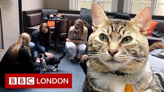 Inside a cat café helping homeless felines [upl. by Myles]