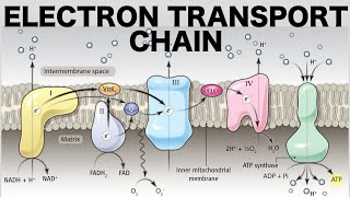 Electron Transport Chain Oxidative Phosphorylation [upl. by Liv610]