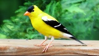 American Goldfinch [upl. by Ardeahp]