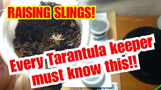 Tarantula sling Care Guide made easy and simple [upl. by Ahen]