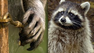 Racoon Demonstrates Problem Solving Skills  BBC Earth Explore [upl. by Notwen]