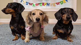 Crusoes NEW Sister DAPHNE and Her Baby Shower [upl. by Chun460]