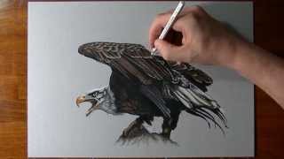 How to draw an eagle [upl. by Cyrill]