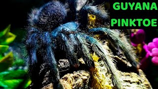 Guyana Pinktoe Tarantula Avicularia avicularia Care amp Husbandry [upl. by Berardo]