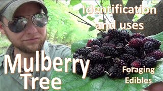 The Mulberry Tree Uses and Identification Survival Foraging [upl. by Lionello10]