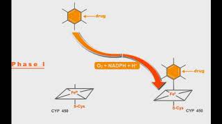 Pharmacokinetics animation Phases Of Drug Metabolism [upl. by Kreager]