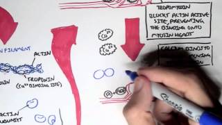 Myology  Skeletal Muscle Sarcomere Myosin and Actin [upl. by Annayi]