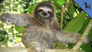 8 Reasons To Love Sloths Even More [upl. by Maccarone]