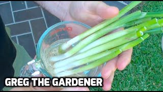 HOW TO GROW SCALLIONSGREEN ONIONS from Store Bought Ones  GregTheGardener [upl. by Mayap577]