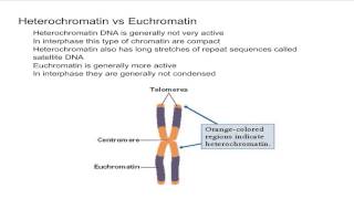 Heterochromatin vs Euchromatin [upl. by Terencio]