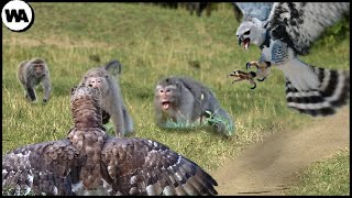 This Is How Two Harpy Eagles Nearly Destroyed an Entire Monkey Island [upl. by Eizdnil]