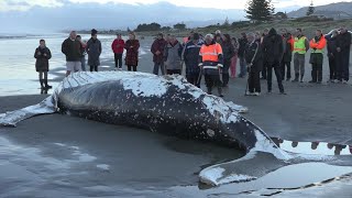 Amazing barnacles on Beached Whale [upl. by Atikin]