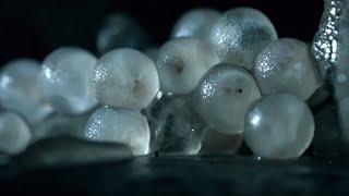 Baby Slugs Hatching Inside a Wall Up Close  BBC Earth [upl. by Yesak865]