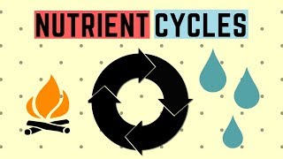 IGCSE BIOLOGY REVISION Syllabus 20  Nutrient Cycles [upl. by Spooner819]