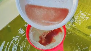 How to culture daphnia  Daphnia culture  How to grow daphnia outdoor [upl. by Lehacim]