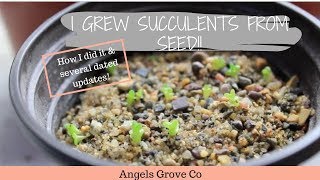 How to Grow Succulents From Seeds🌵  Angels Grove Co [upl. by Verdi]