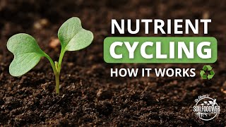 Nutrient Cycling  Soil Food Web School [upl. by Aihseym]