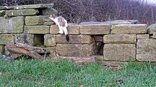 Stoat vs Weasel  Discover Wildlife  Robert E Fuller [upl. by Jamil883]